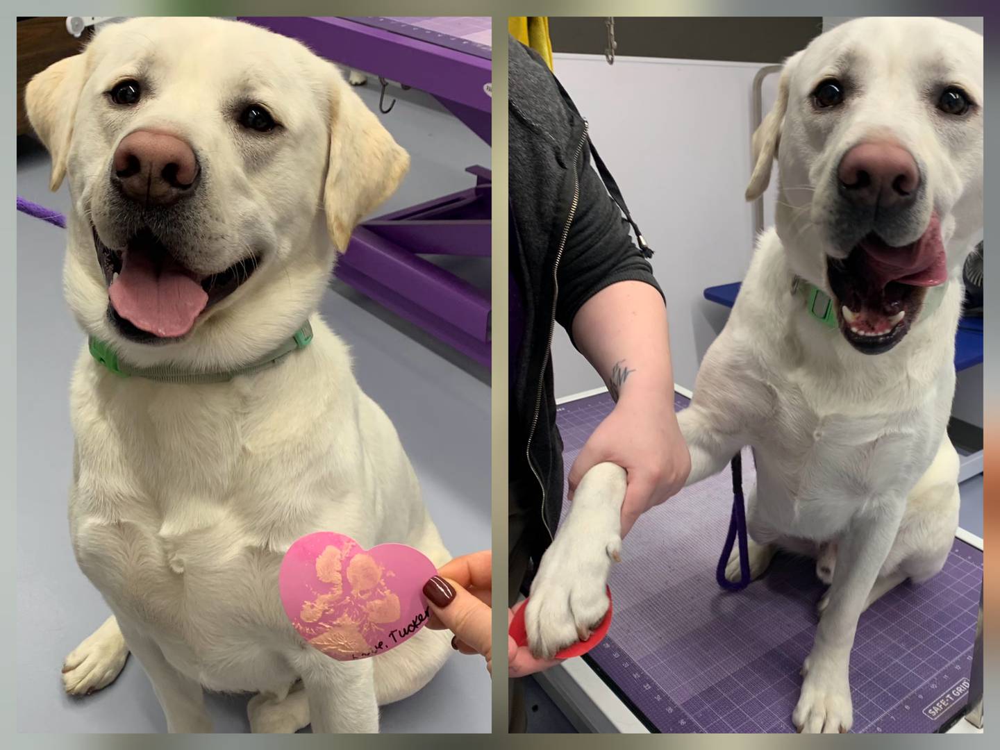 Tucker, a white lab belonging to Kimberly Tanquary of Batavia, puts paw prints on heart-shaped construction paper while at DePAW Pet Resort in Geneva. His Valentine was delivered to local nursing homes.