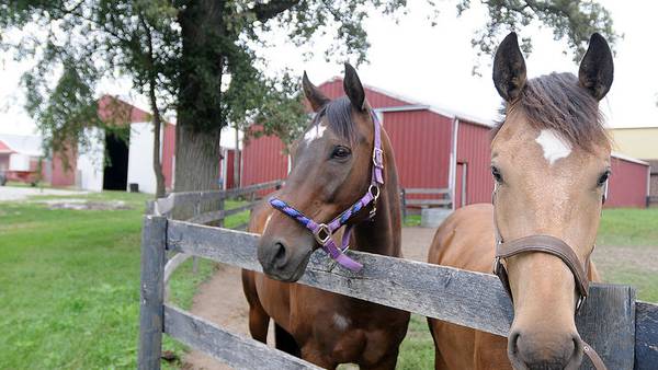 University of Illinois Extension seeks youth for Horse and Hippology Club