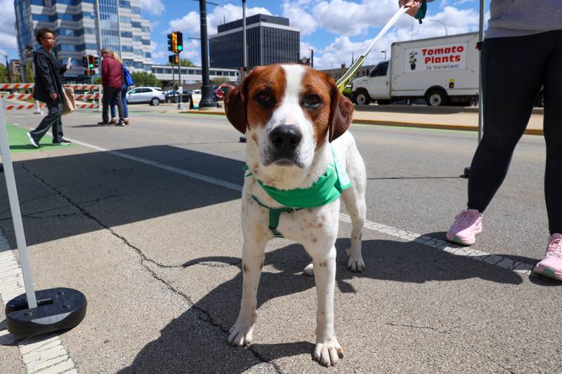 Laddie, an adoptable dog at Kankakee County Humane Foundation, visits the first Kankakee Farmers' Market of the year on May 1, 2026, with the local rescue, which will be on site the first Saturday of each month with available shelter dogs.