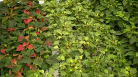 Down the Garden Path: Deck the halls with Poinsettias; history and helpful hints