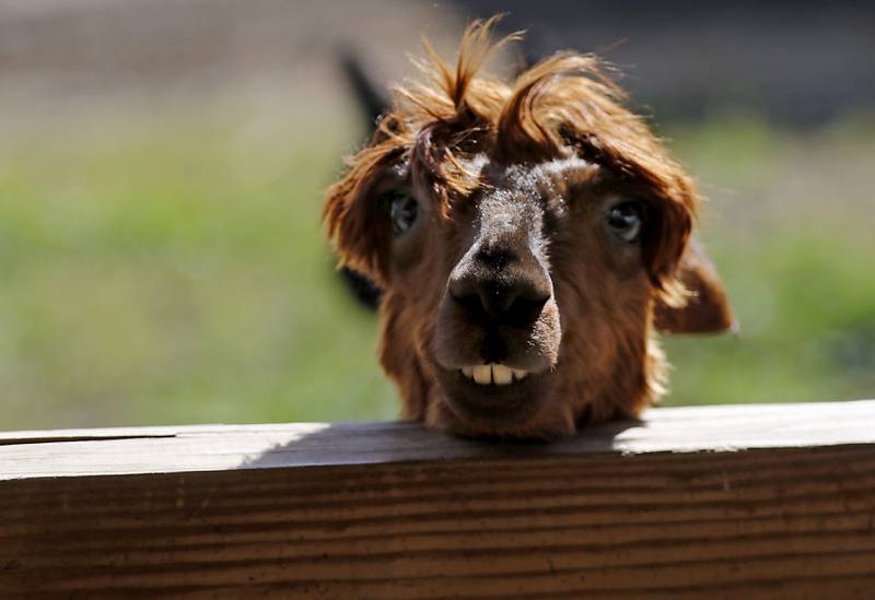 Coco Bean, an alpaca, smiles at the camera during a stop on the McHenry County Farm Stroll on Sunday, Sept. 29, 2024, at Hephzibah Farms in Hebron. The stroll, featuring 11 McHenry County family farms, included tours, demonstrations and products for sale.
