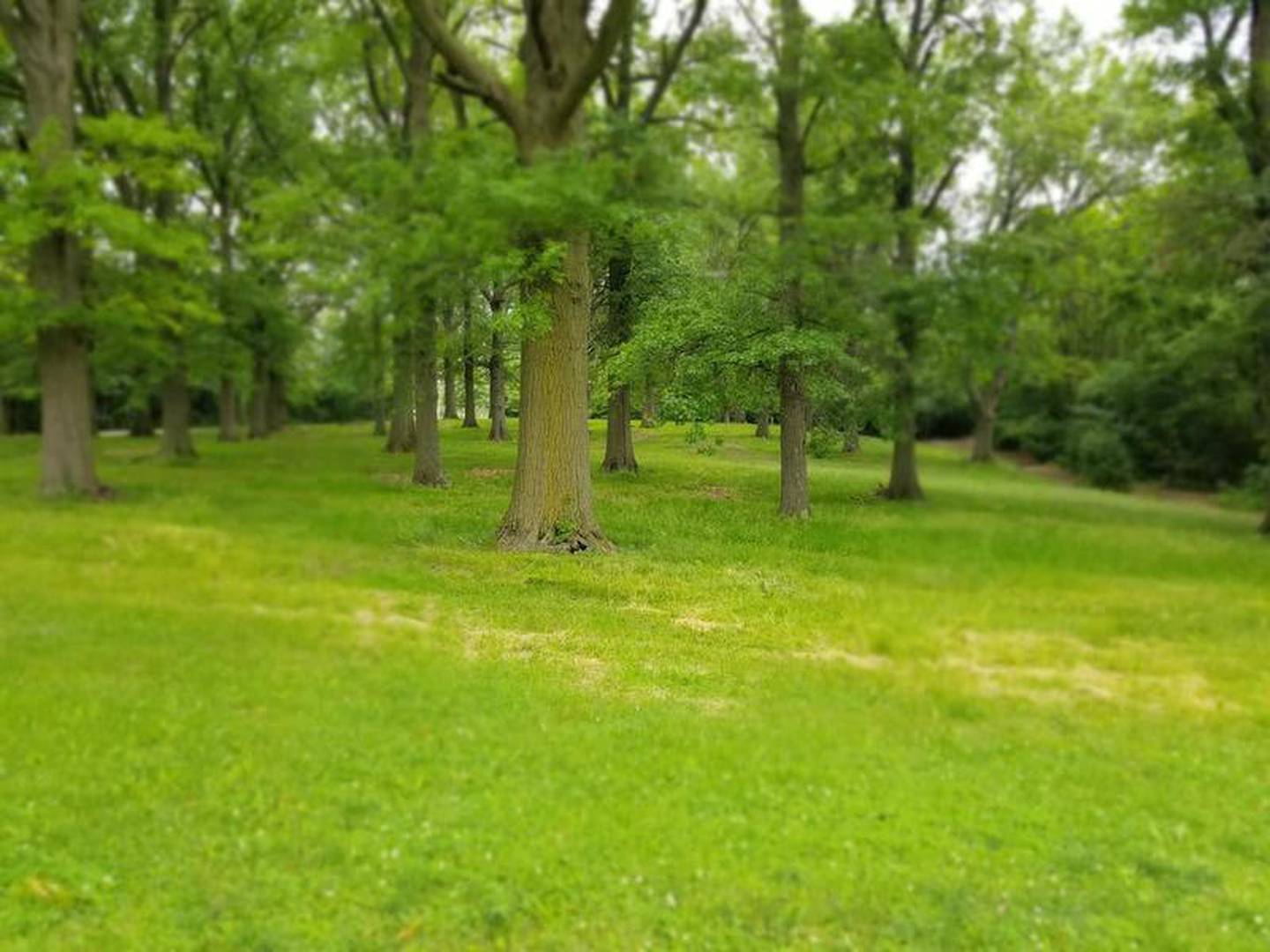 Debbie Greene, who is the former director of natural resources and grant administration for the Joliet Park District and current development director for the Billie Limacher Bicentennial Park, said the former Boy Scout cabin eventually was torn down.