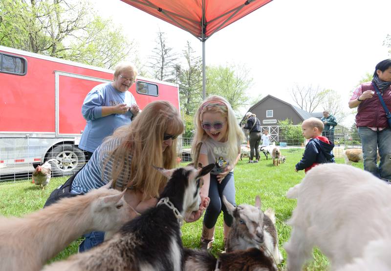 Amanda Brown of Shorewood and her niece Lilian Schronski of Naperville spend time feeding goats inside the petting zoo during the Country in the Park held at the Downers Grove Museum Saturday May 6, 2023.