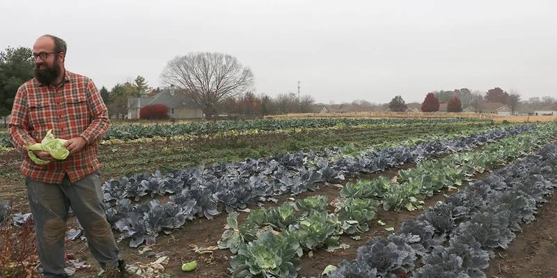 Sola Gratia farm manager John Williams pulls leaves from a cabbage while standing in the farm’s last rows of outdoor leafy greens for the season.