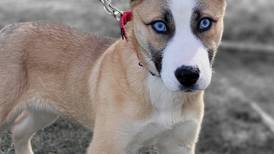 Husky mix pup seeks family to keep up with her