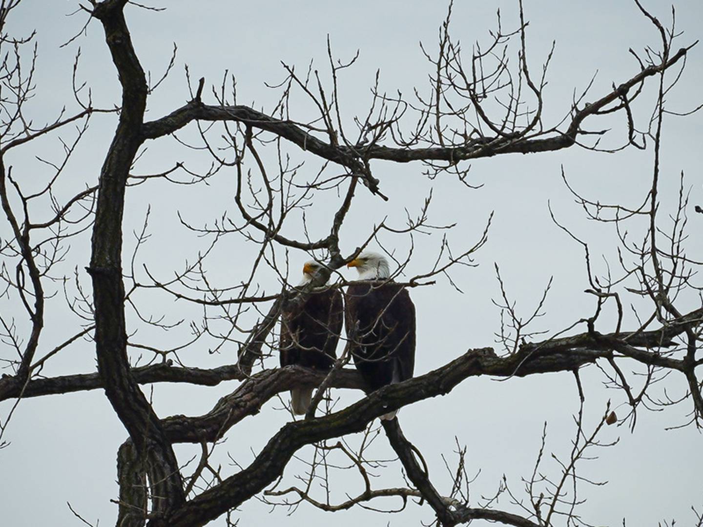 Phil Hoggstrom of Lakewood, who enjoys birdwatching during the winter, spotted a pair of eagles at Main Beach in Crystal Lake on Jan. 2, 2023.