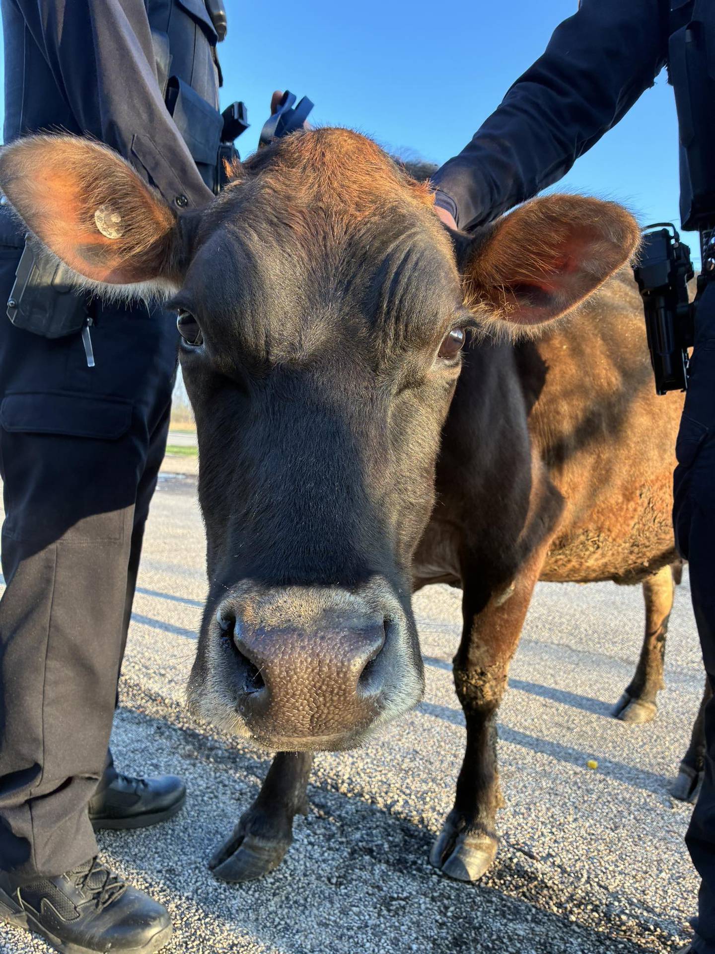 A cow that was on the loose in Yorkville Saturday morning has been returned to its owner.

Two Yorkville Police Department officers found the cow in the vicinity of Route 34 and McHugh Road, according to a post on the department’s Facebook page.