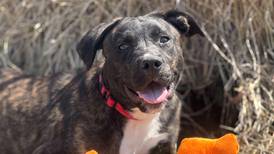 ‘Pure puppy’ ready to gambol into forever family’s heart
