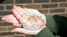 Will soggy spring lead to summer surge for mosquitoes?