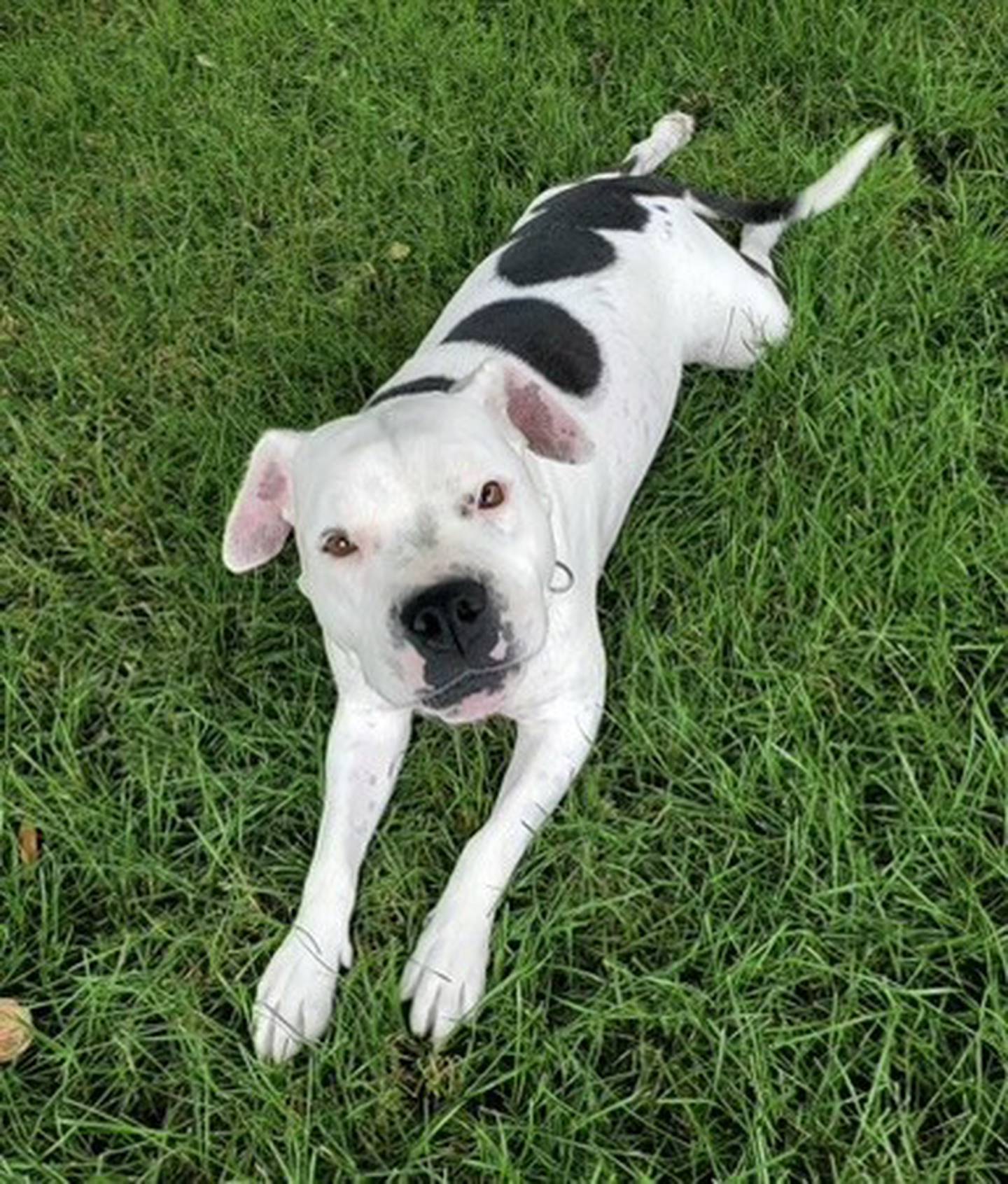 Casey is a 6-year-old terrier mix that lost her previous owner. She can be shy initially. However, once she warms up, she is very sweet and enjoys pets.  She loves walks and sleeping on comfortable beds.  She is selective with dogs and needs to be an only pet or have a slow introduction. To meet Casey, email Dogadoption@nawsus.org. Visit nawsus.org.