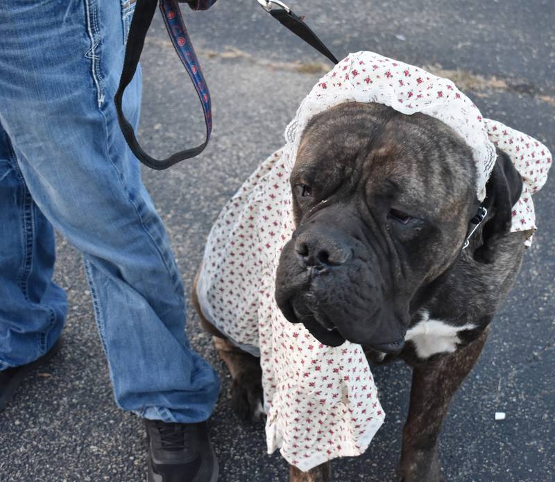 Kopa, from Sterling, looks for Howl-oween treats on Friday, Oct. 24, 2025, in Rock Falls.