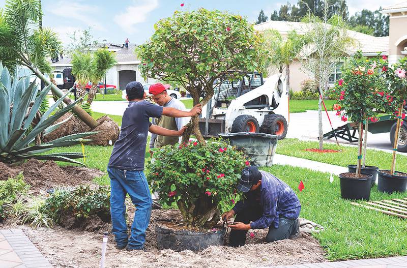 How to pick the right trees for your property