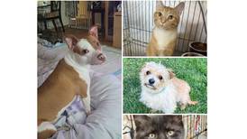 Will County Pets of the Week: June 30, 2025