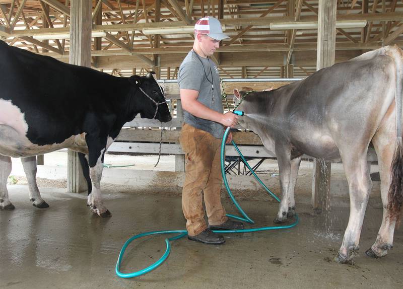 Connar Schell, 15, of Sharon, Wis., helps to wash Holstein, Jersey and Brown Swiss cows for West View Acres in a wash rack before the start of the Lake County Fair on Tuesday, July 25th at the Lake County Fairgrounds in Grayslake. The fair runs from July 26th-30th.
Image by Candace H. Johnson for Shaw Local News Network
