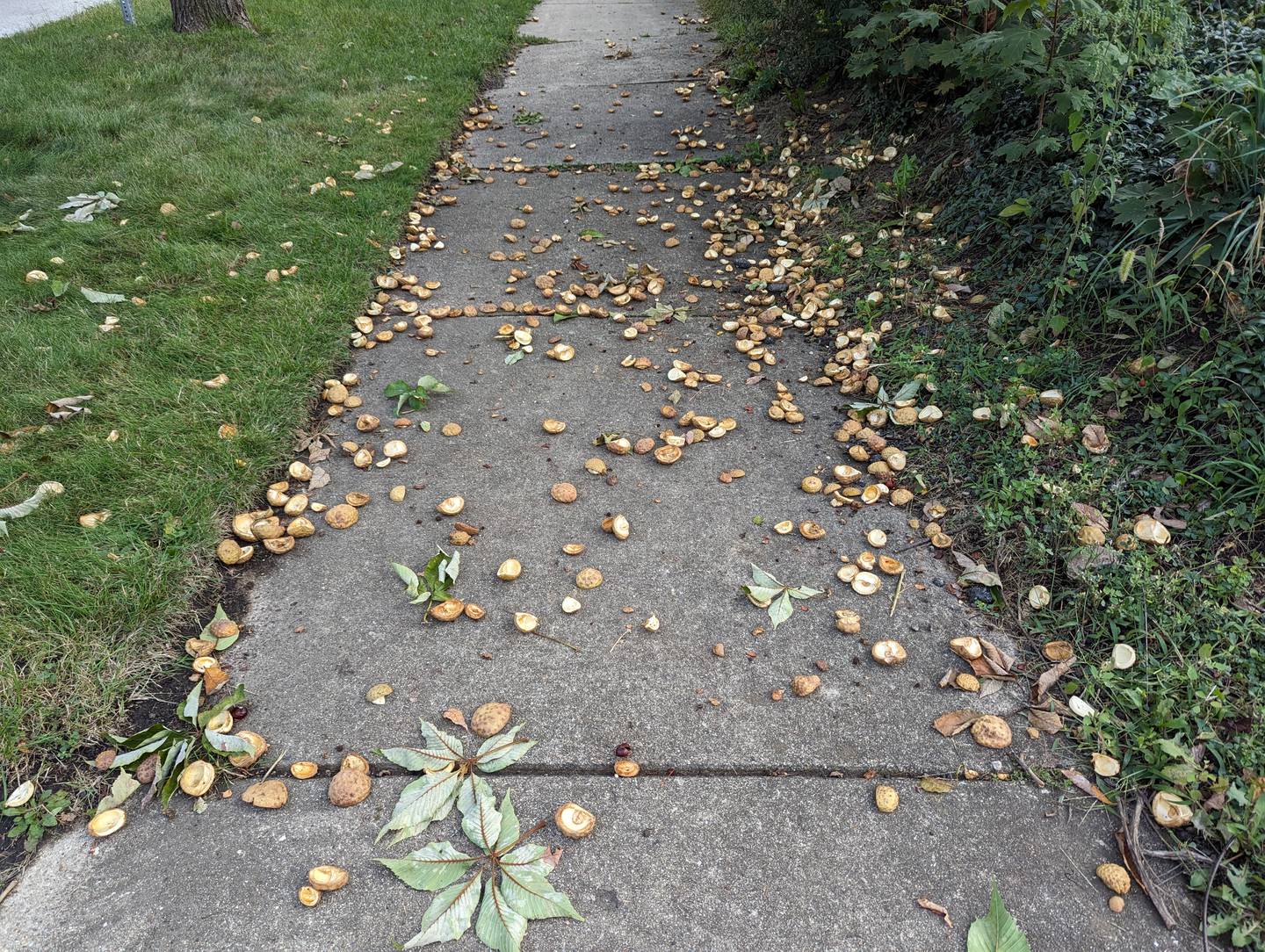 If you think you’re seeing more nuts than usual this year, you’re not alone. Our region is experiencing an abundance of mast, or tree fruit, this year, with many species producing prodigious quantities of seeds. Some will survive to create the trees our grandchildren will admire.