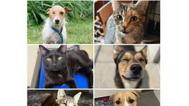 Will County Pets of the Week: May 19, 2025