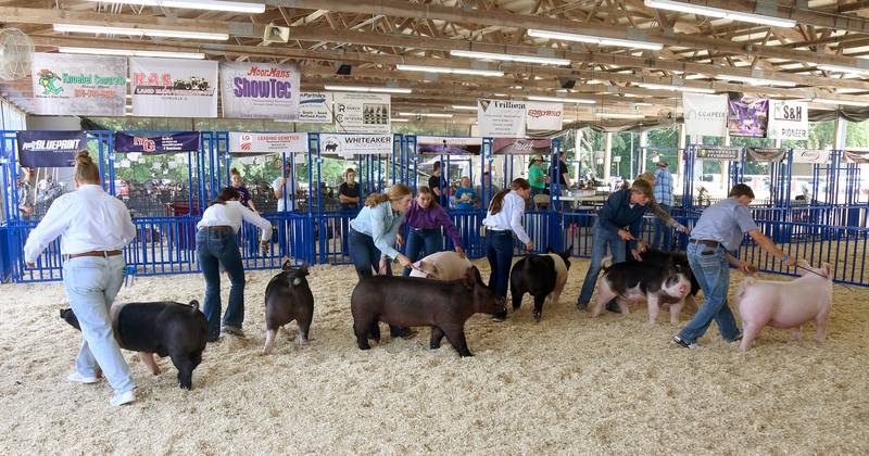 Participants show their their hogs during the swine division portion of the Master Showman competition at the Kendall County Fair in Yorkville on Saturday, Aug. 2, 2025.