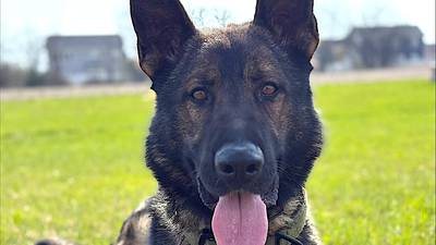 Homer Glen K-9 fundraiser event to offer food, pictures with Santa Claus