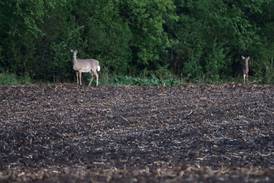 Deer totals up in Bureau, La Salle, Putnam counties the 1st weekend of firearm season