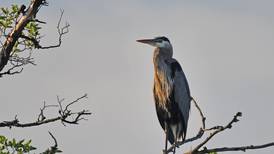 Win prizes in the Will County forest district’s best bird photos contest