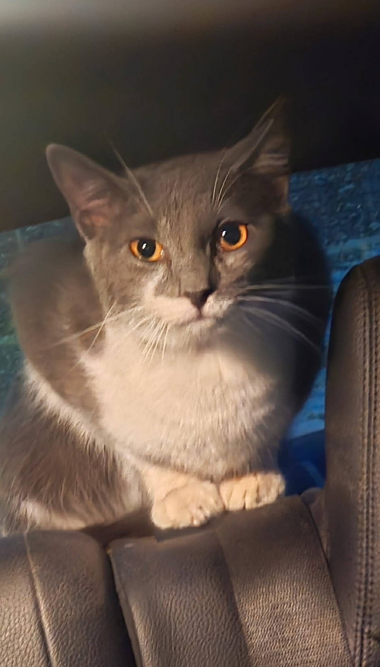 This is Simon, one of three cats among the 60 dogs being rescued from southeast Kentucky when Starfish Animal Rescue's transport van crashed. They thought he had escaped – but he was just hiding in the van.