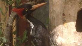Good Natured in St. Charles: Hopes for ivory-billed woodpecker’s return face extinction