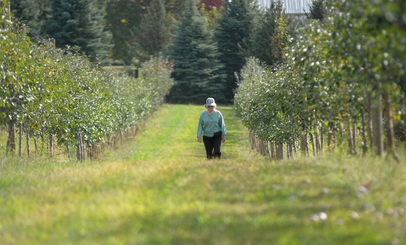A woman walks between two rows of apple trees at BerryView Orchard during the Ogle County Farm Stroll on Sunday, Oct. 12, 2025.