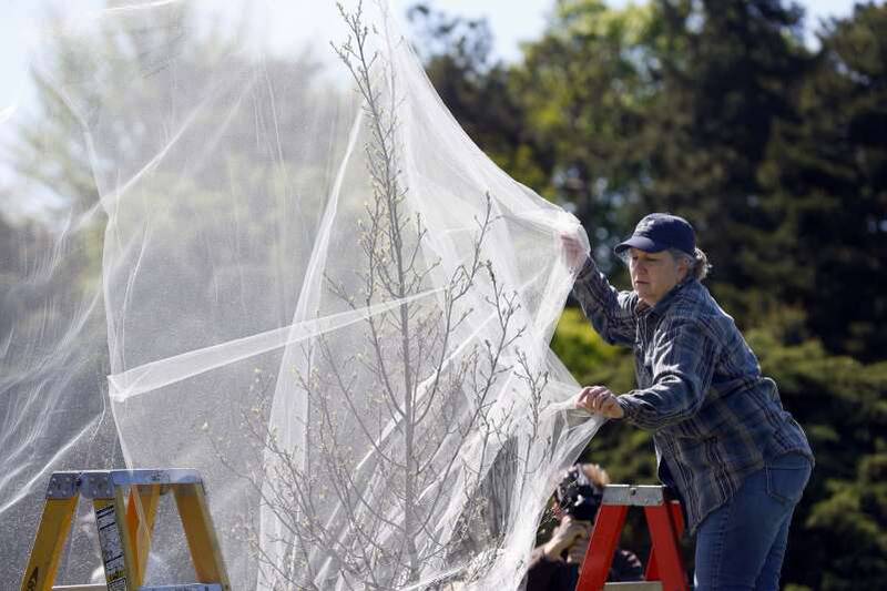 Rachelle Frosch from The Morton Arboretum in Lisle provides a step-by-step demonstration Tuesday on how people can net their young or unhealthy trees and shrubs before the imminent mass cicada emergence. The trees will be covered in tulle – the same fabric used to make ballerina's tutus.