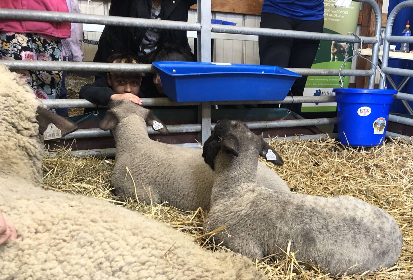 Third and fourth grade students from McHenry County schools got up close and personal with lambs from the April Air farm near Woodstock on Wednesday, April 10, 2024, during the McHenry County Farm Bureau Ag Expo.