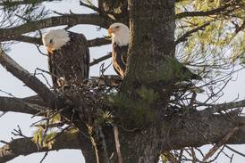 The Mooseheart eagles have landed: They find their new home after their old tree had to come down