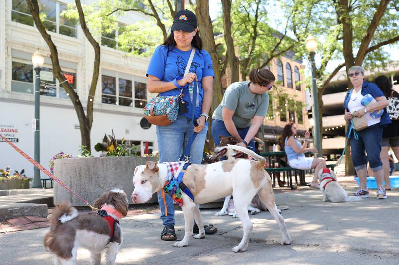 Monique Budzynski stands with Prince, her 7-month-old pitbull mix, who makes new friends at the Paws on 66 Pet Rescue Day. There were adoption and rescue agencies for the annual event held Saturday in downtown Joliet.