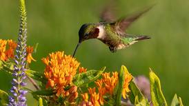 Good Natured in St. Charles: Hummingbirds prefer native plants over sugar-water feeders