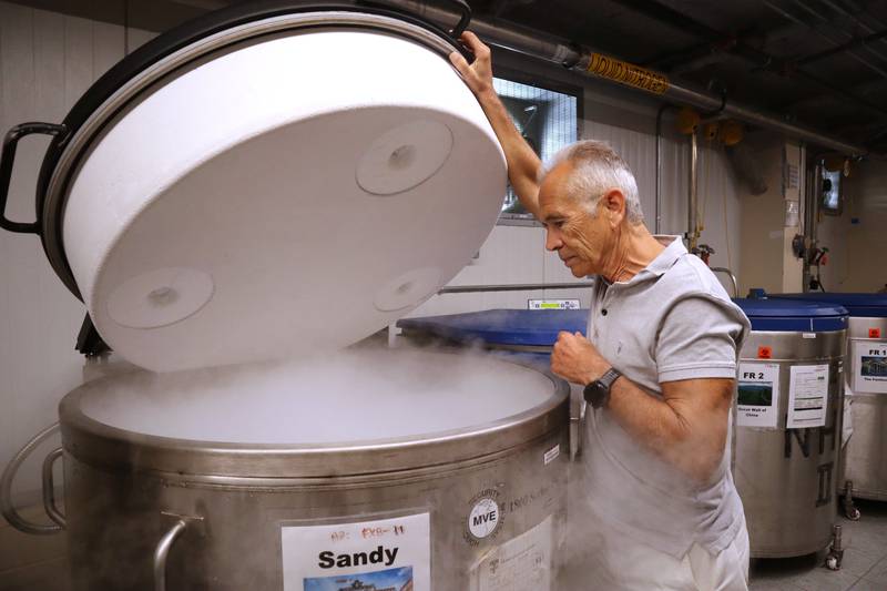 Harvard University professor Alberto Ascherio opens a liquid nitrogen freezer used to store blood samples used for research at the university's T.H. Chan School of Public Health on Tuesday, Aug. 5, 2025 in Boston. (AP Photo/Leah Willingham)