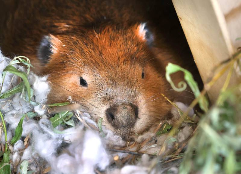 Wally the beaver hangs out in its enclosure Tuesday, June 18, 2024, at Oaken Acres Wildlife Center in Sycamore. Oaken Acres is celebrating its 40th anniversary this year.