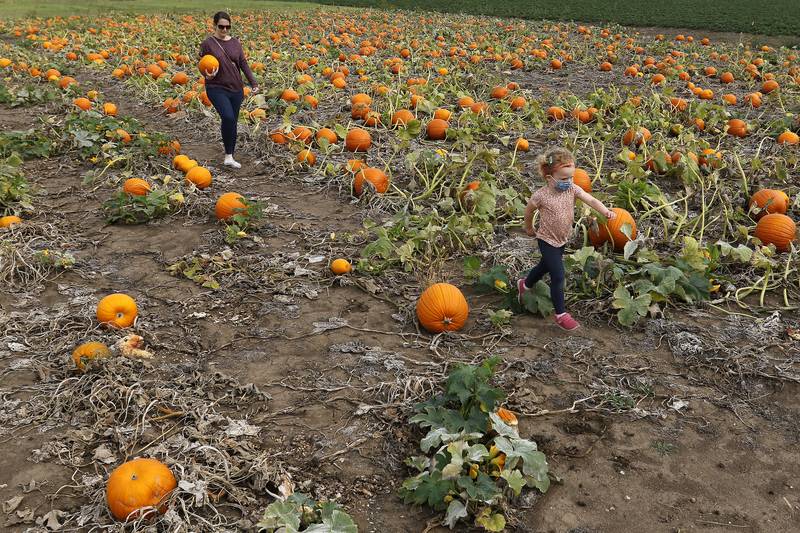 Rachel O'Connor, of Elgin, heads back to her wagon with a pumpkin and daughter Ava, 4, during the Fall on the Farm event at Tom's Market on Saturday, Oct. 2, 2021 in Huntley.  The month-long event began on Friday and will conclude Oct. 31.