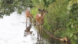 Don’t touch baby animals in the wild, Illinois wildlife agency cautions
