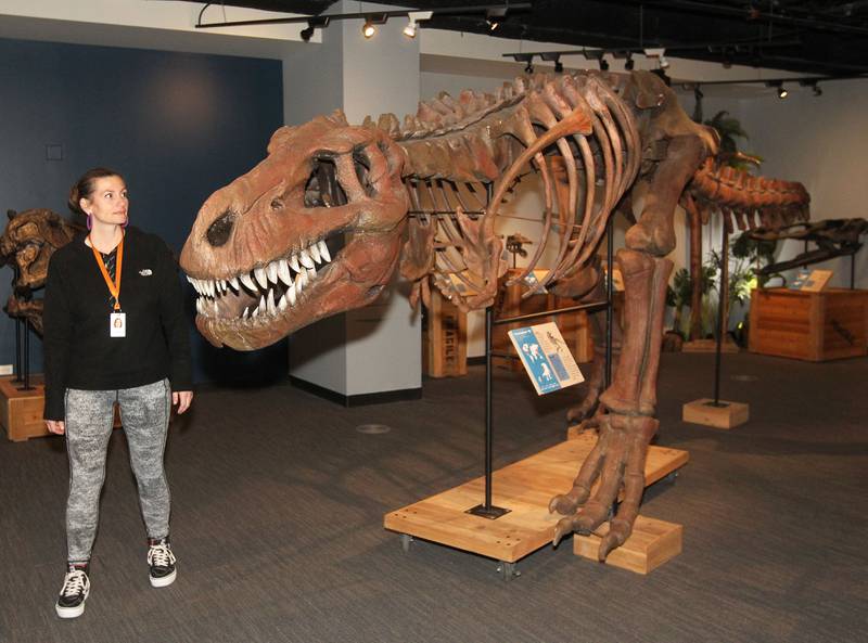 Jessica Castro, of Round Lake Park, visitor's services clerk, takes a look at the Tyrannosaurus rex on display in the Dinosaurs: Fossils Exposed exhibit at the Dunn Museum on October 28th in Libertyville. The exhibit is sponsored by the Preservation Foundation of the Lake County Forest Preserves and runs through January 15, 2024.
Photo by Candace H. Johnson for Shaw Local News Network