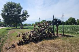 Putnam County Sheriff investigating $13,000 worth of tree damage in Hennepin