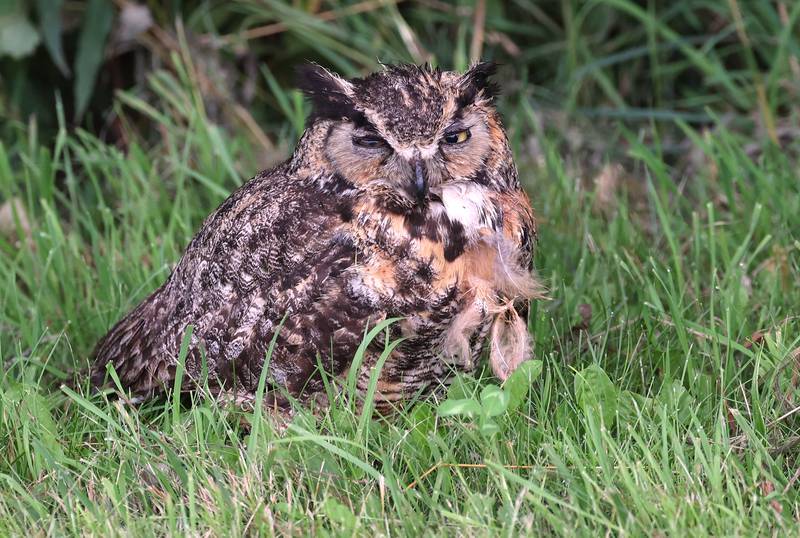 A great horned owl lands in the grass Monday, July 22, 2024, at Shabbona Lake State Recreation Area in Shabbona Township.