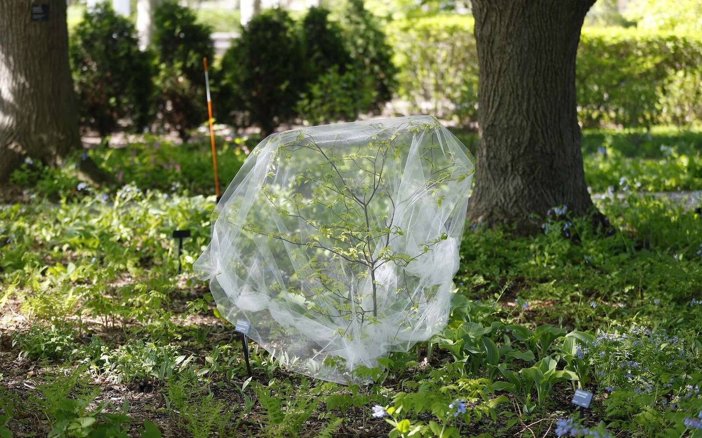 A young tree covered in tulle Tuesday at the The Morton Arboretum in Lisle to prevent the emerging cicadas from causing damage. Hundreds of young and vulnerable trees will be covered in fine-mesh netting at arboretum over several days to protect them from the imminent emergence.