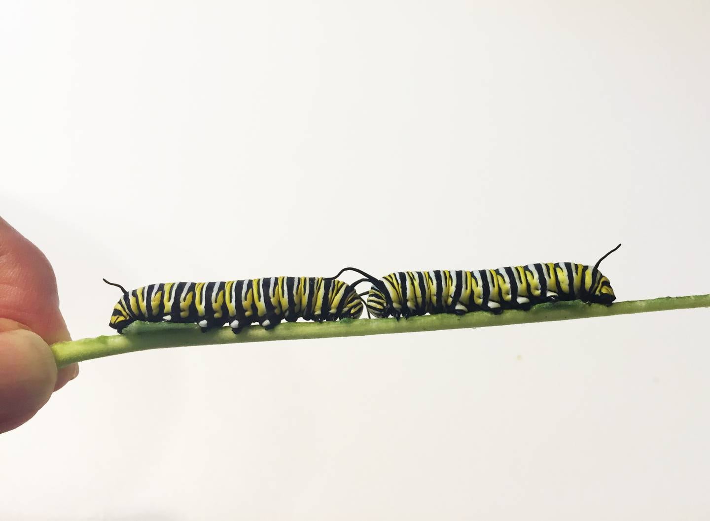 Monarch caterpillars on the stem of a milkweed leaf – after they ate the rest of the leaf.