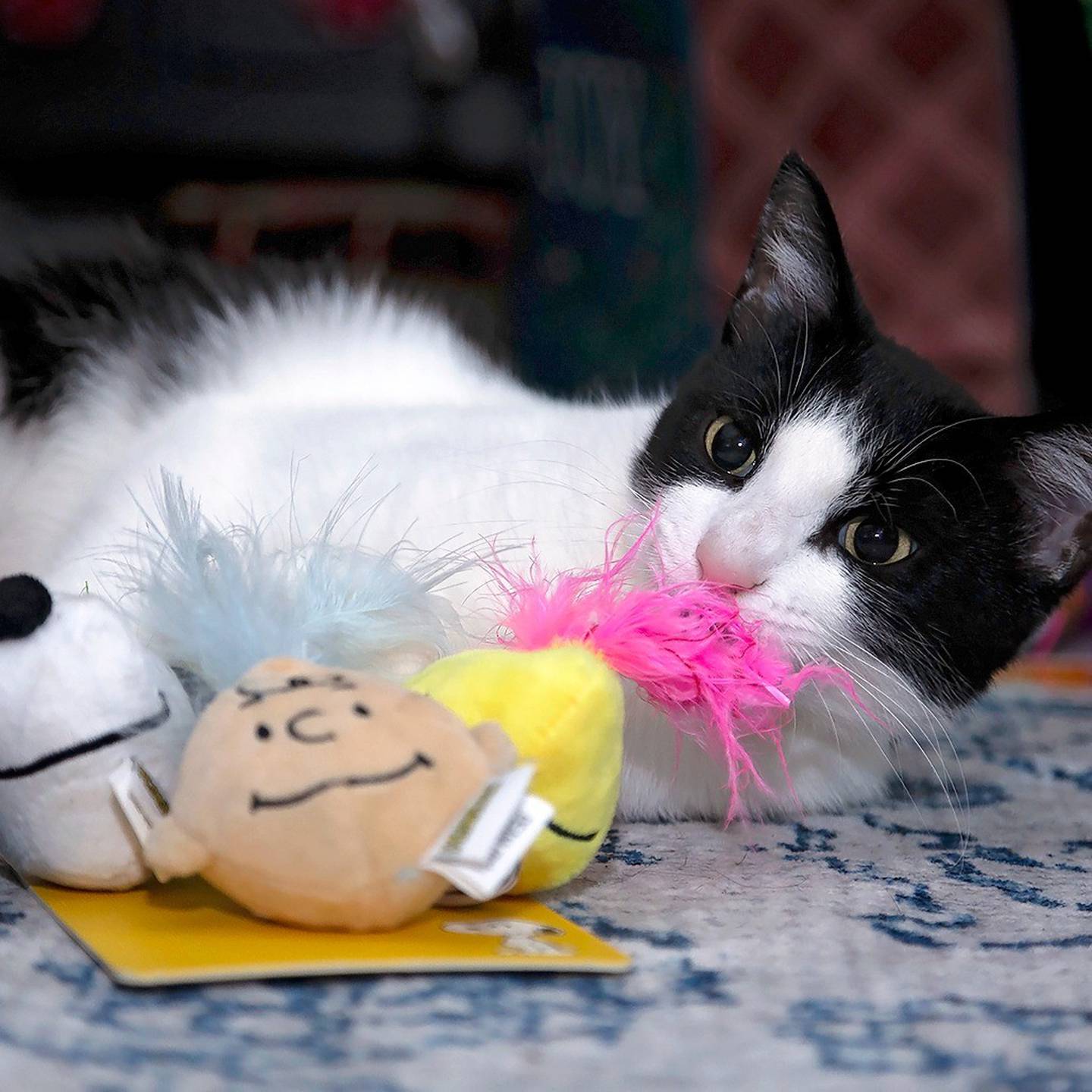 Dottie is cuddly and playful. She does well with kids and respectful cats and dogs. She loves belly rubs, wand toys, her cat tree and watching the world outside. She can be carried like a baby and communicate when her food bowl is empty. Looking for a loving, fun companion? Dottie is your girl. To meet Dottie, visit thekittysquad.com/adoptables.