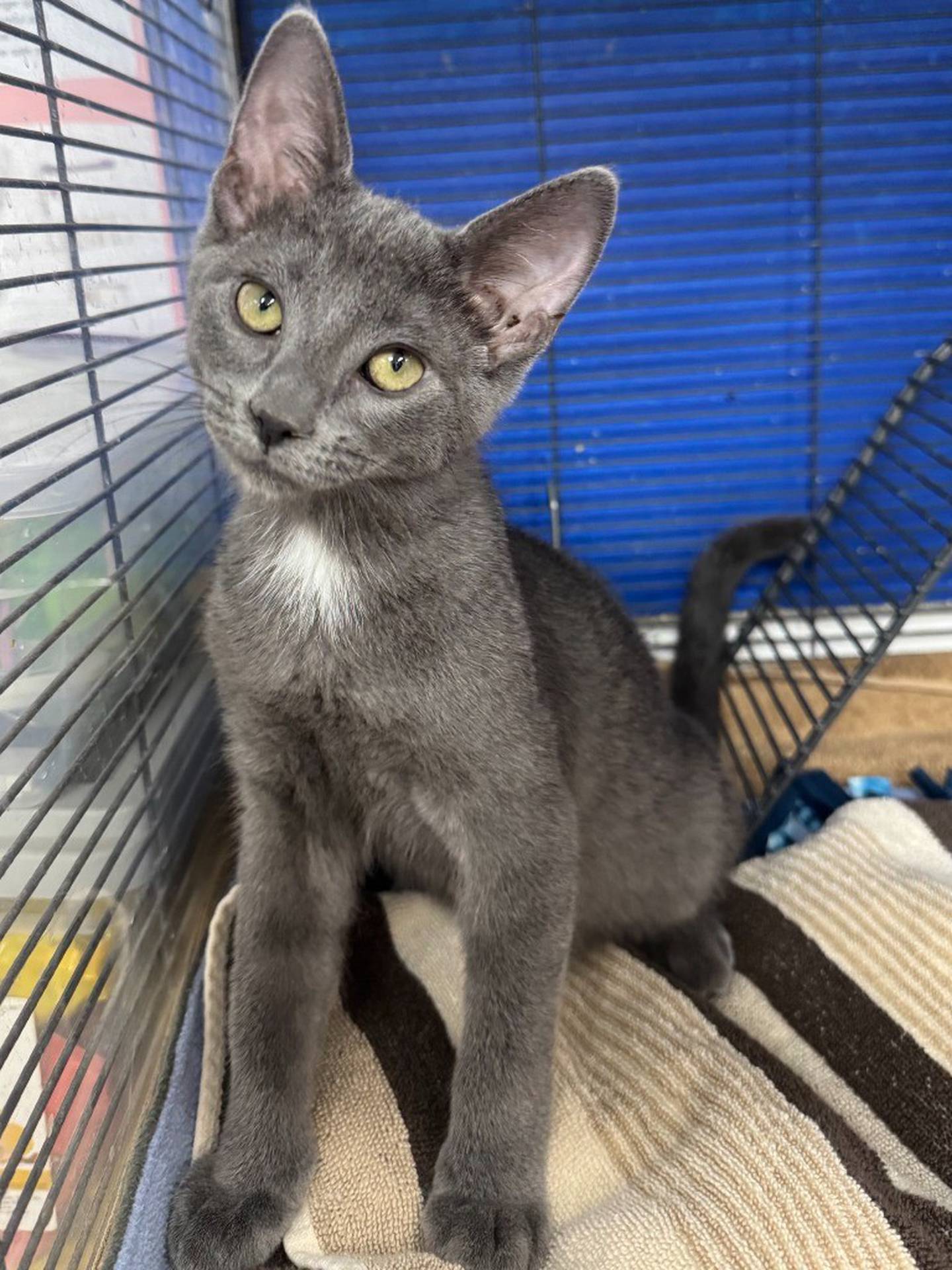 Hercules is a sweet and rambunctious 15-week old kitten that needs a forever home where he can grow and thrive. Contact the Will County Humane Society at willcountyhumane.com and follow the instructions for the adoption process. for the adoption process.