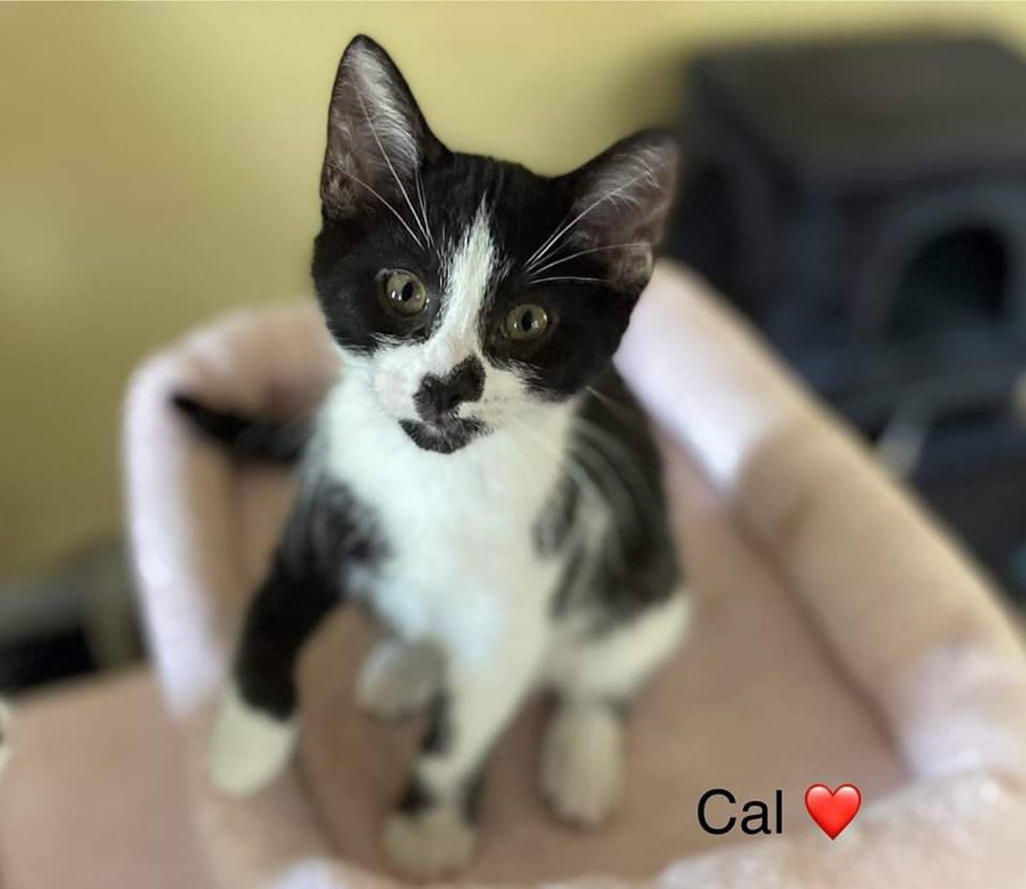 Cal has a vibrant personality, commands attention and is always ready to take over the fun. Whether he’s playing with his siblings or engaging the resident dogs, Cal is about making connections. Fearless and adventurous, Cal loves to explore every nook and cranny of his surroundings. When someone calls his name, he comes running, and he loves to cuddle in naps for snoozes. He also loves treats. Cal loves playmates and must be adopted into a home with a young, playful cat. To meet Cal, visit ForgetMeNotRescue.com/adoptables.