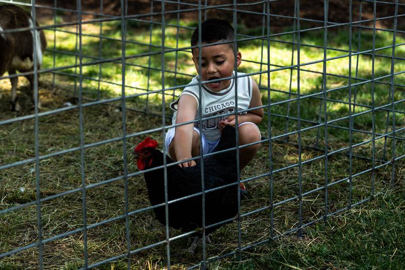 Mathias Bautista enjoys the Petting Zoo during Plainfield Fest, presented by the Plainfield Riverfront Foundation, on June 29, 2025.