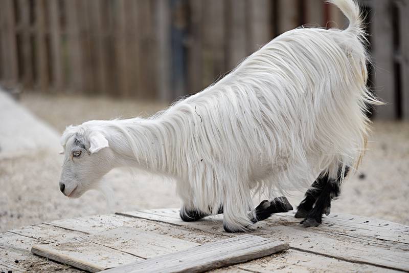 Maybelline, a mini silky fainter, plays and feeds in the main area of Sterling farm Tuesday, June 6, 2023. The Sweeney’s will be opening their farm on weekends for tours and education on goats.