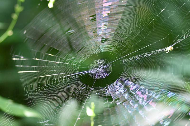Take part in a Spooky Scavenger Hunt in October at Four Rivers Environmental Education Center in Channahon. Wear your costume and hunt for natural and SUPER-natural items in the preserve.