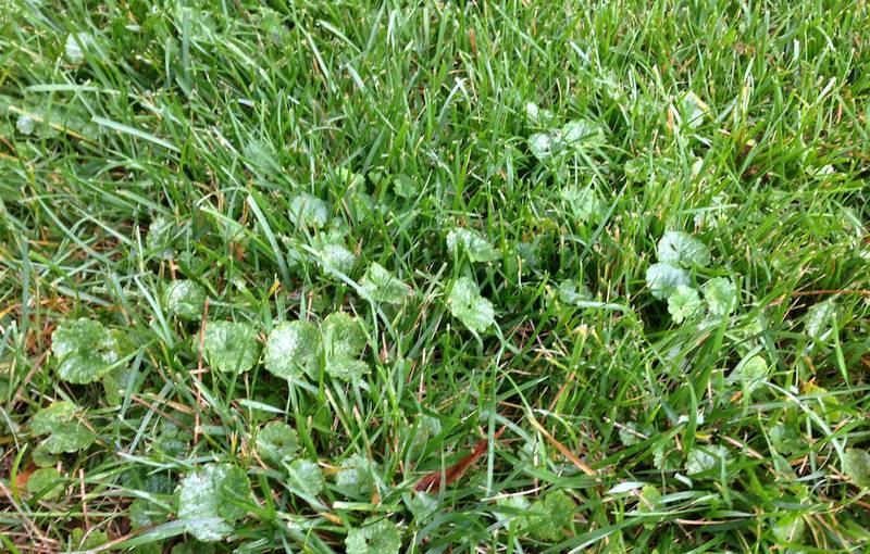 September is a good time to eradicate creeping Charlie from the lawn.