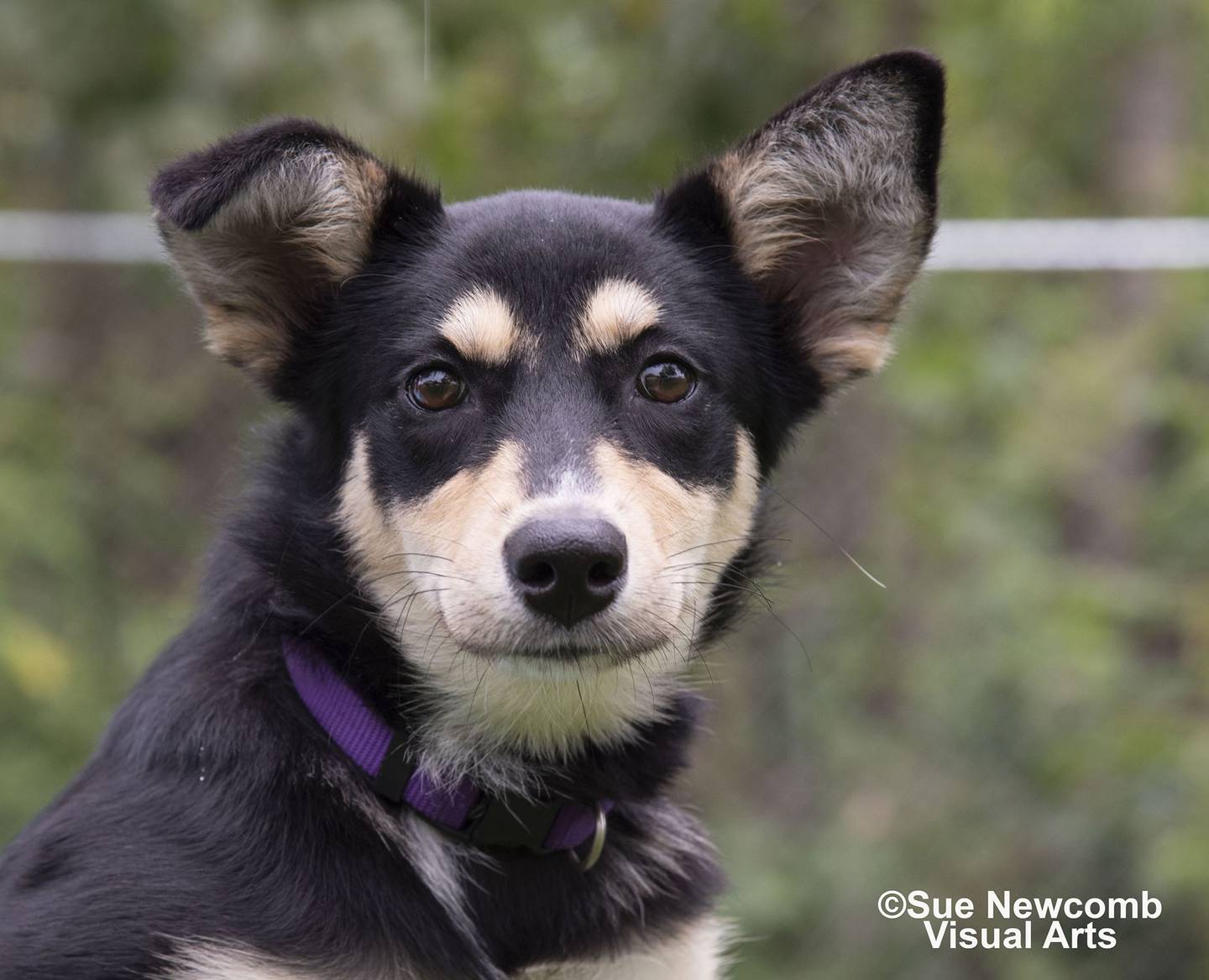 Penny is a husky mix puppy who came from Kentucky along with her litter mates. She is sweet and playful. She needs an adopter who can work on her training so she can be her best self. Contact the Will County Humane Society at willcountyhumane.com and follow the instructions for  the adoption process.