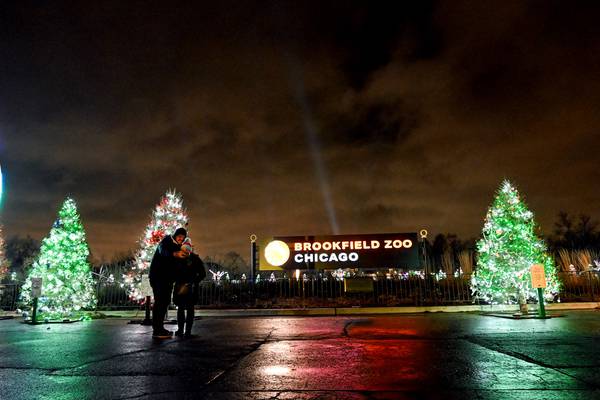 Experience holiday magic at Brookfield Zoo Chicago this season